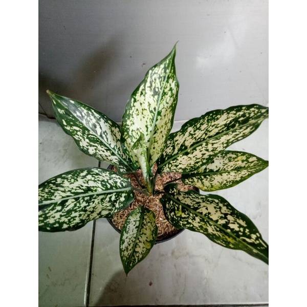 Tanaman Hias Aglonema Snow White / Aglonema Snow White / Aglonema SnowWhite