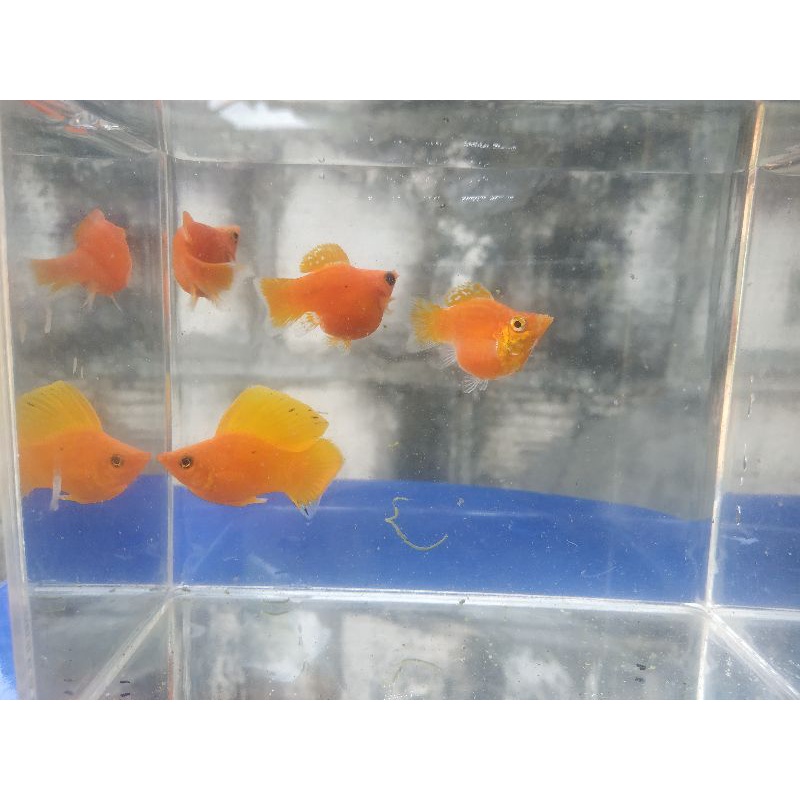 Ikan MOLLY BALON ORANGE/SUNKIST