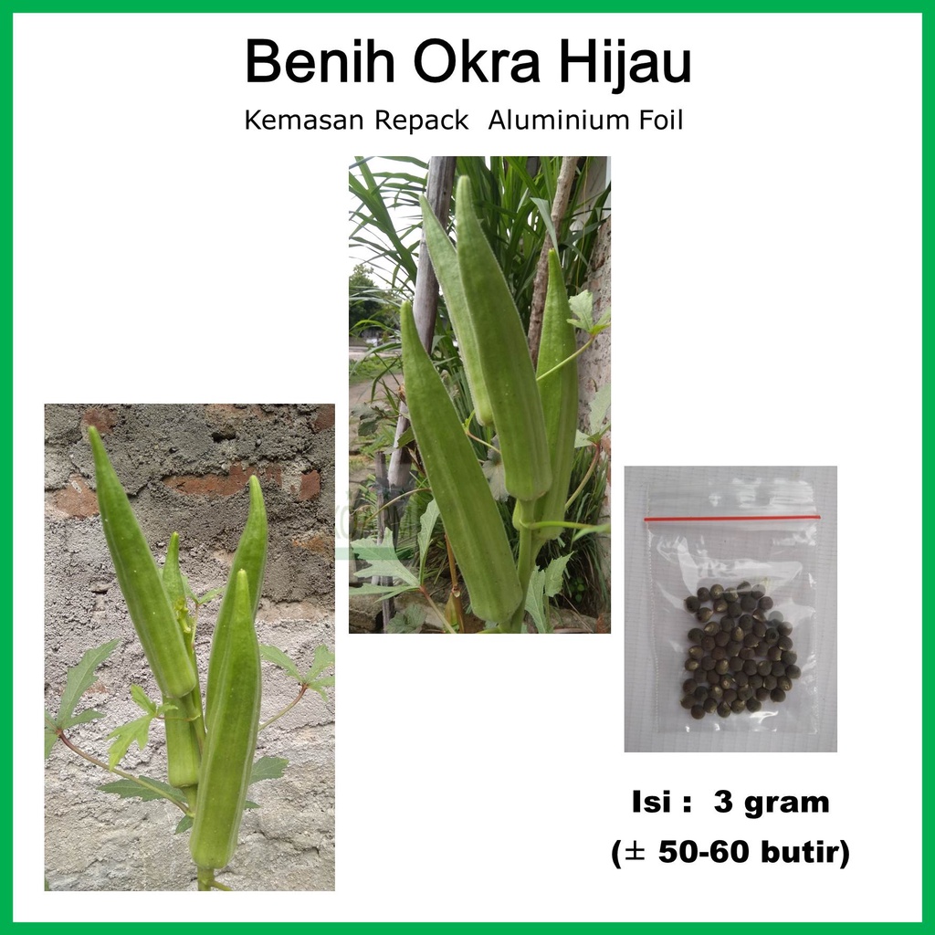 Jual Benih Bibit Tanaman Sayuran Okra Hijau Lady's Fingers Kacang Bendi ...