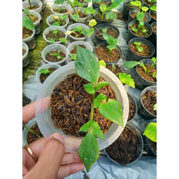 Tanaman hias bunga Keladi hibrid daun ganda/bibit caladium daun ganda/caladium murah