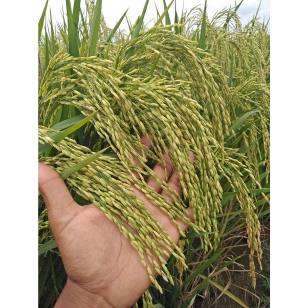 BENIH PADI INPARI DIGDAYA