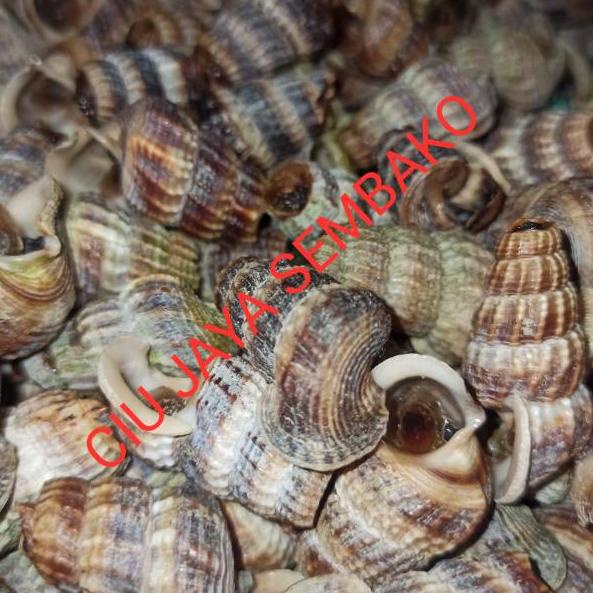 BEST PRICE ニ KEONG NENEK BERSIH POTONG BUNTUT / KATANGLO BERSIH / CHAO LO / TUTUT / SIPUT SEDUT / KA