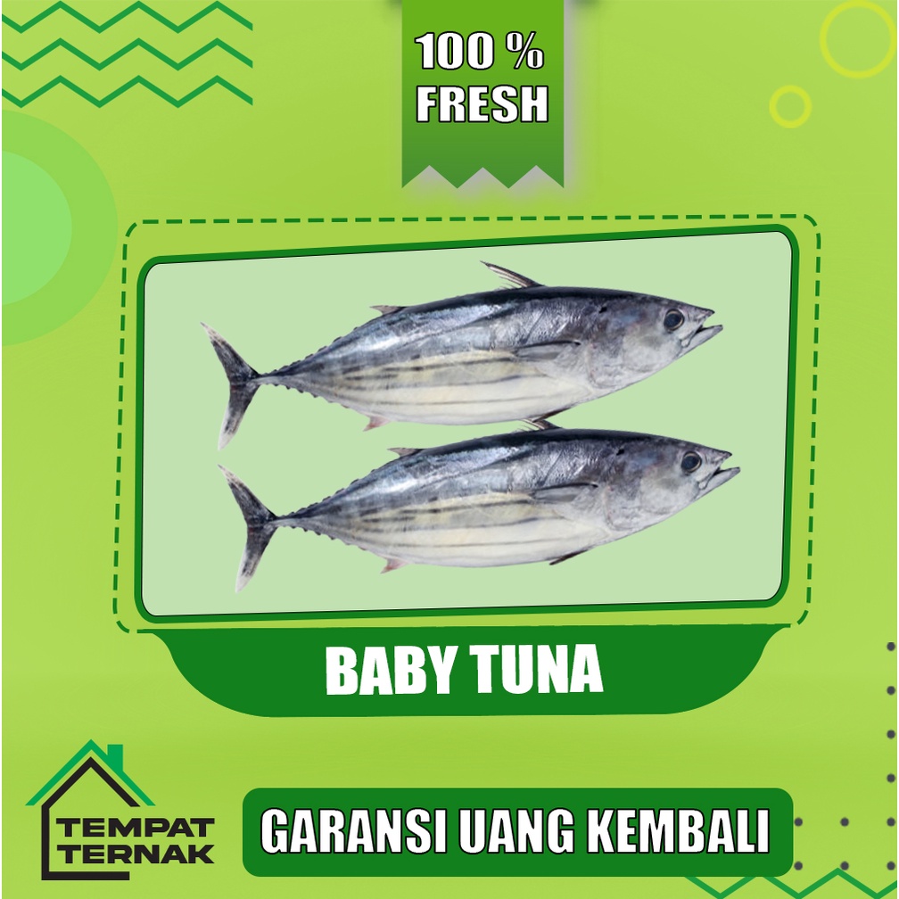 

Ikan Baby tuna / ikan tuna Segar Fresh Bergransi