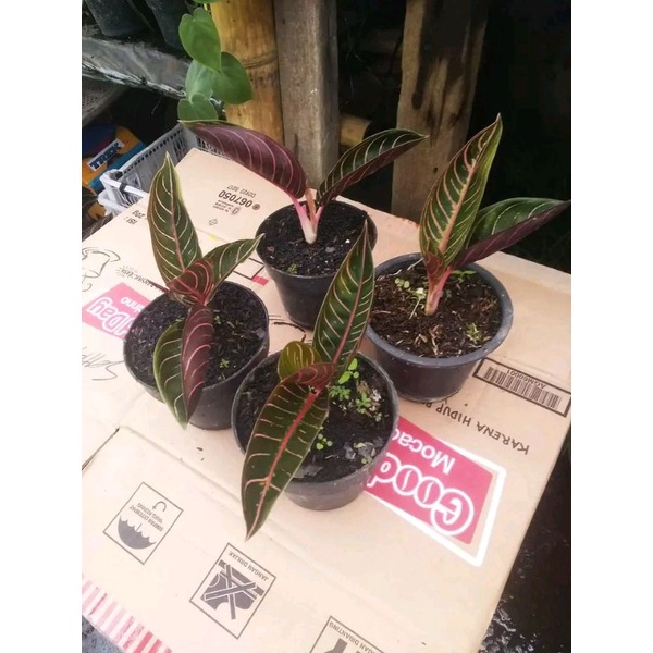 Aglonema Red Sumatra POS Remaja
