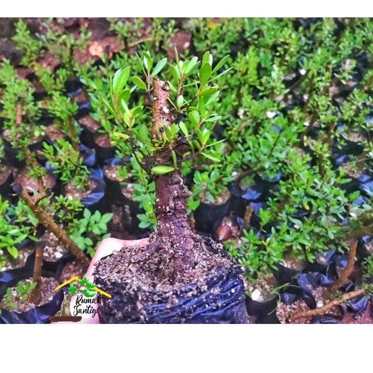 Tren Kekinian.. Bonsai Santigi Karang Bonggol Bahan Sito Mame