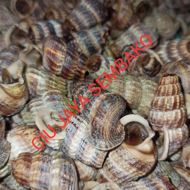 

READY STOCK KEONG NENEK BERSIH POTONG BUNTUT / KATANGLO BERSIH / CHAO LO / TUTUT / SIPUT SEDUT / KATANG LO ❆ 854