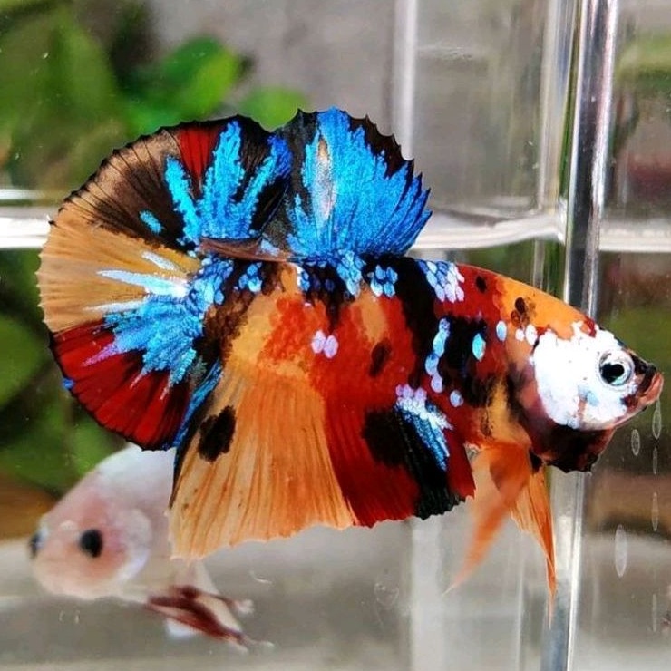 INDUKAN CUPANG MULTICOLOR GRADE A FULBLOK SIAP BREEDING  GENETIC 100% / Multicolor / CUPANG MULTI / 