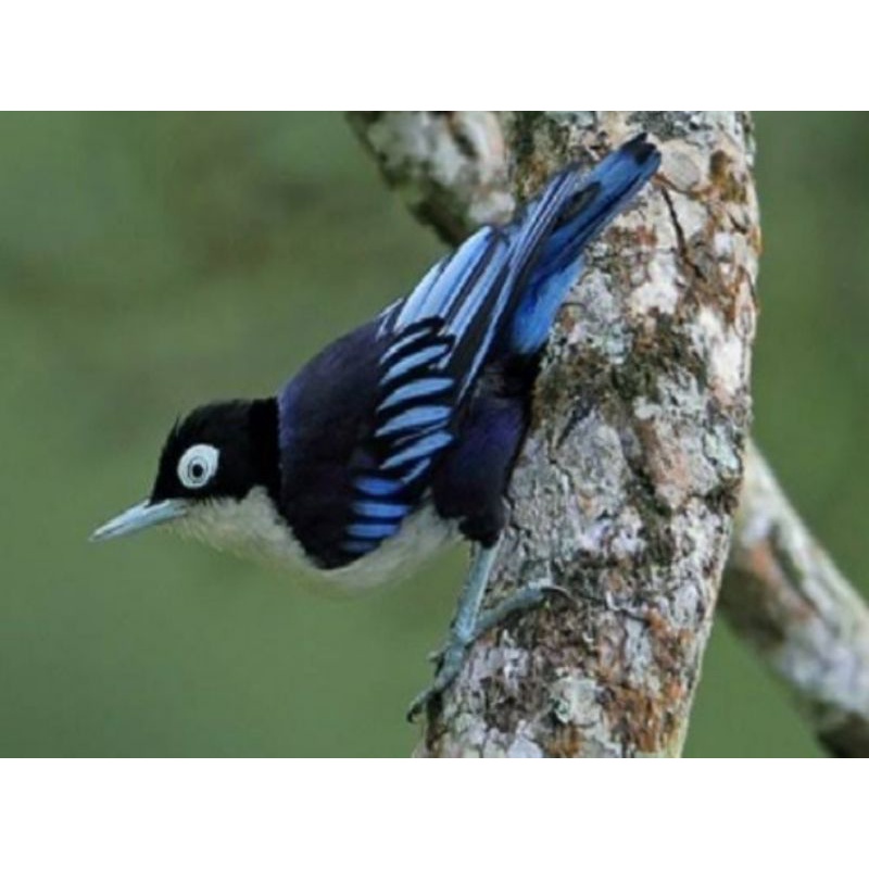 Gambar Burung Rambatan Doraemon