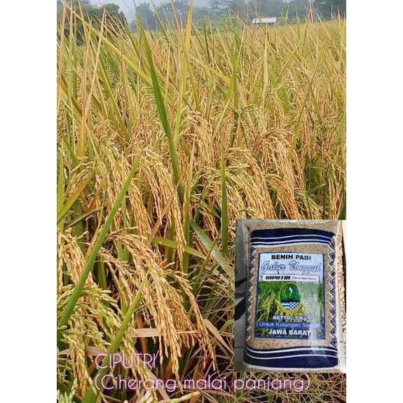 Benih Padi unggul CIPUTRI (Ciherang malay panjang)
