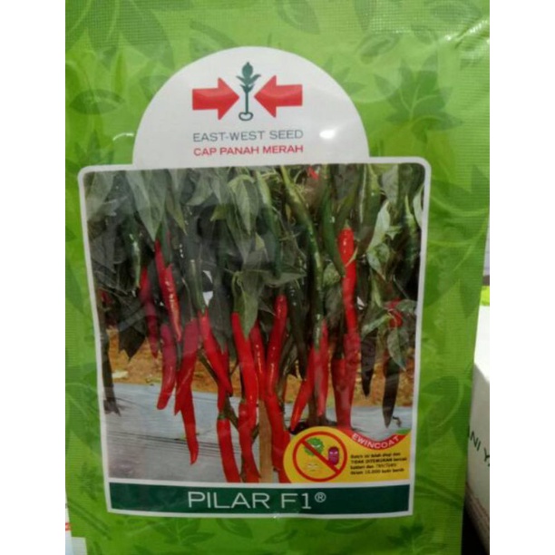 benih cabe besar PILAR F1