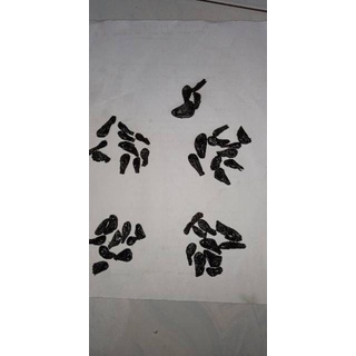 empedu ular cobra asli ibu aminah obat pegel linu asthma kencing manis darah tinggi atau darah renda