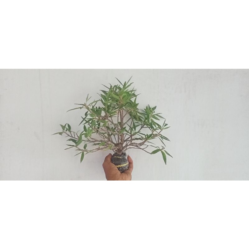 bahan bonsai beringin AFRIKA, F.neriifolia, cangkok prospek cabang