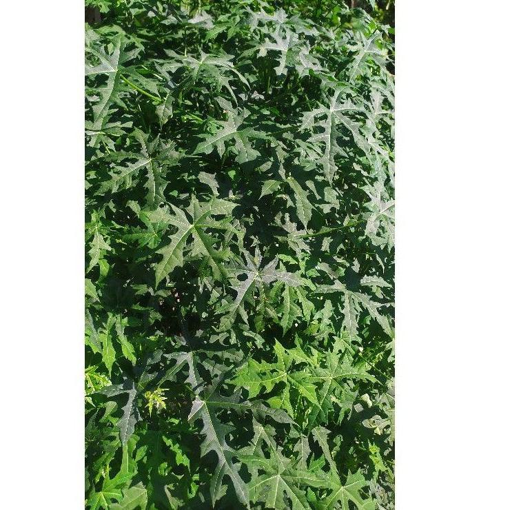 

lfui920 Daun Gedi | Pepaya Jepang | Sayuran 500gr huxb28