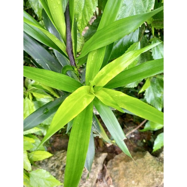 

daun suji segar dari kebun