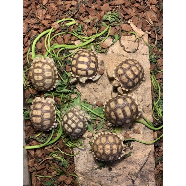 hiasan Sulcata size 7cm