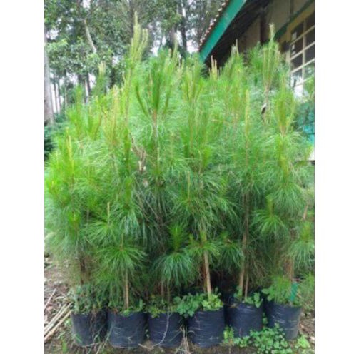 Tanaman Hias Pinus Merkusi 50-60 cm/Bibit pohon Pinus Merkusi/Pohon Pinus