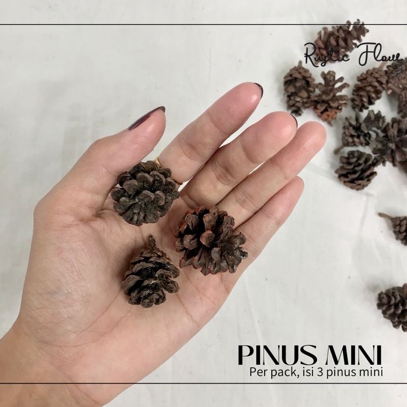 READY | Biji pinus mini per 3 buah