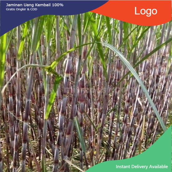 

Promo Tebuh hitam segar panjang 2 meter