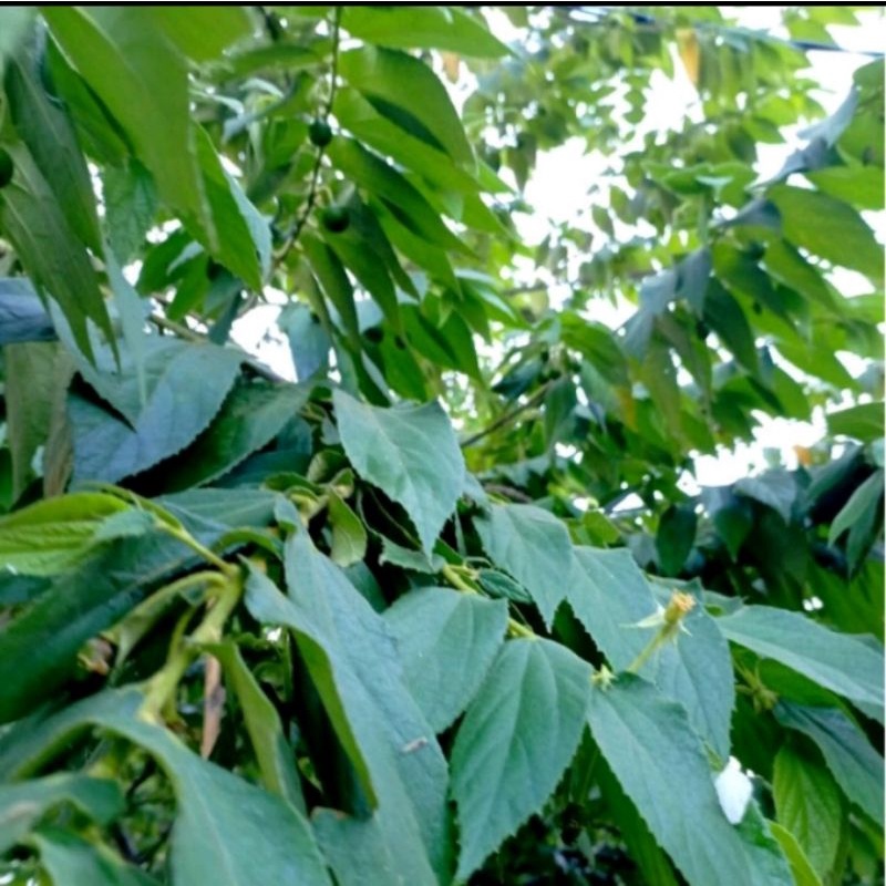 

Daun kersen , kersem / keres fres 100 gram