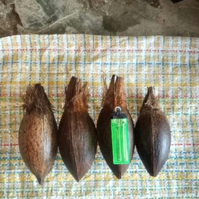 Terlaris Bibit / Bahan Bonsai Kelapa Mini / Minion super Termurah