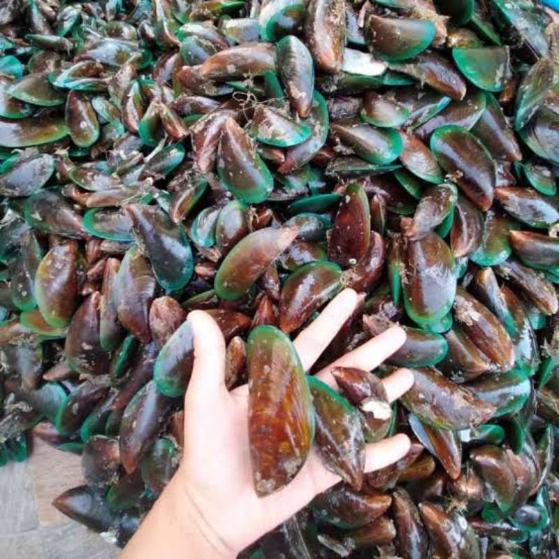 

kerang ijo