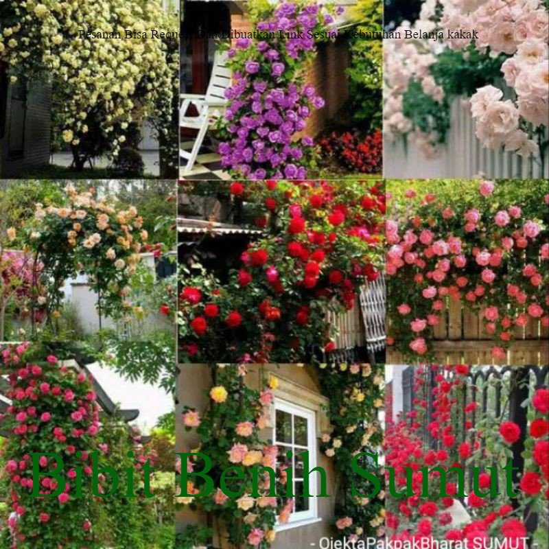 Bunga Mawar Rambat Thailand 9 Warna Campur Sudah ada akar dan daun bukan biji benih Bila ingin order