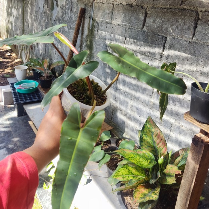 1 Daun - Philodendron Kabel Busi Dark Form - philo billitiae x attaba