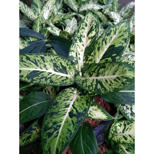 diven candi diven ciangmay diven cantik diven murah tanaman hias