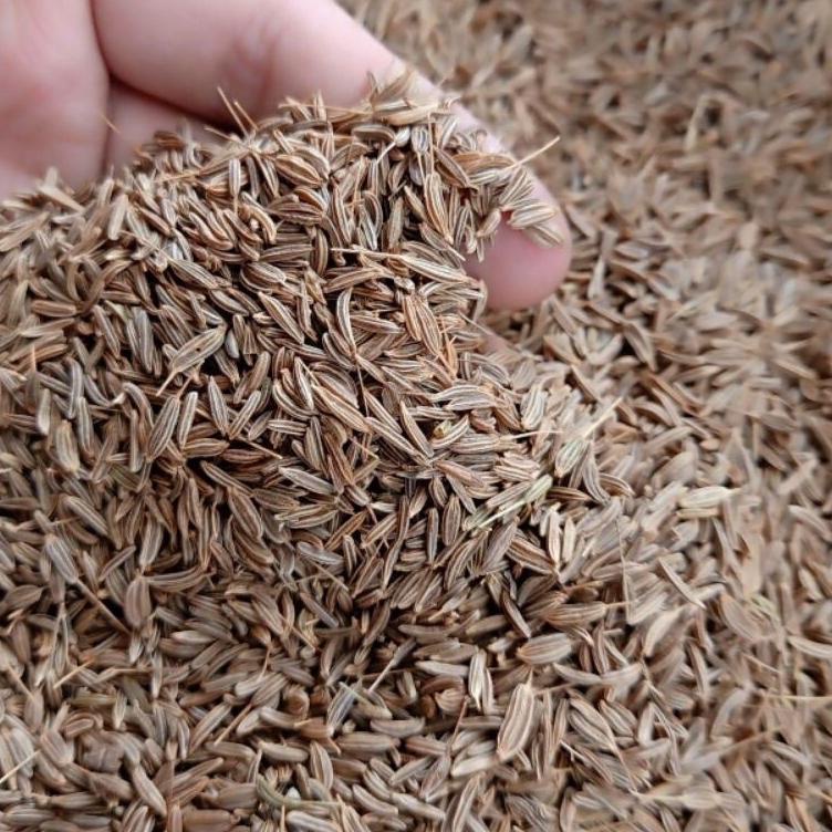 

KODE7d7Cr--Jinten Jintan Cumin Seed 500 G Gram Fresh Dan bersih