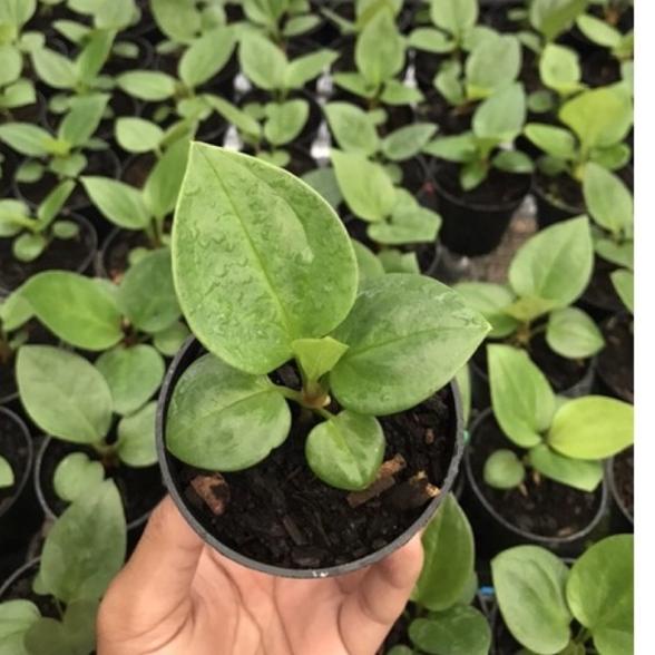 Ready Anakan Jemani Mangkok Rosetan Kualitas Super