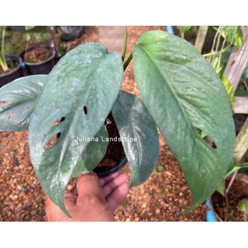 promo tanaman hias epipremnum cebublue/epipremnum pinatum