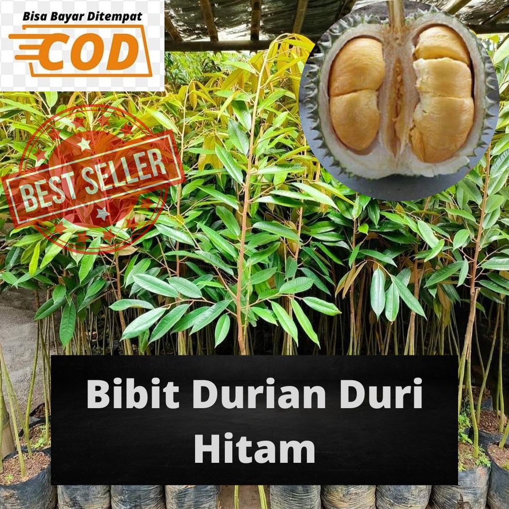 TERBARU Bibit Durian Duri Hitam/Pohon Durian Duri Hitam/Tanaman Durian Duri Hitam/Benih Durian Duri 