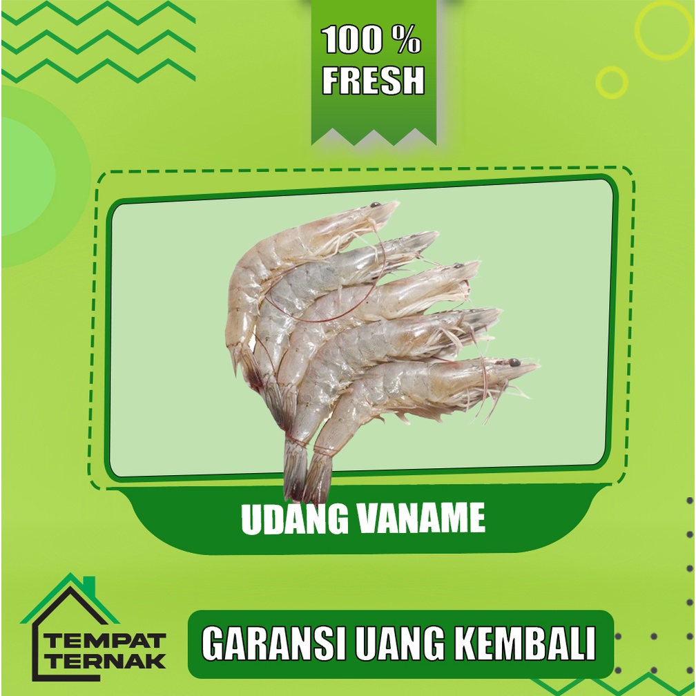 

Udang / Baby Udang / Udang Laut Fresh Segar Bergansi