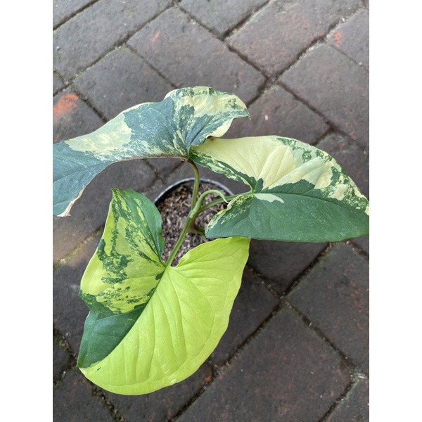 Syngonium Variegata Kuning - Syngonium