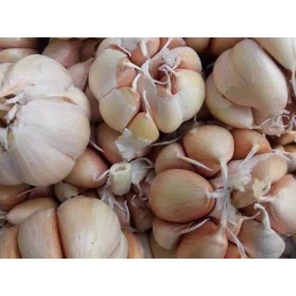 

Dijamin puas--Bawang Putih 1Kg