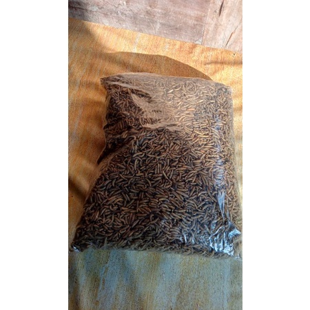 MAGGOT KERING MAGGOT BSF 1KG MURAH