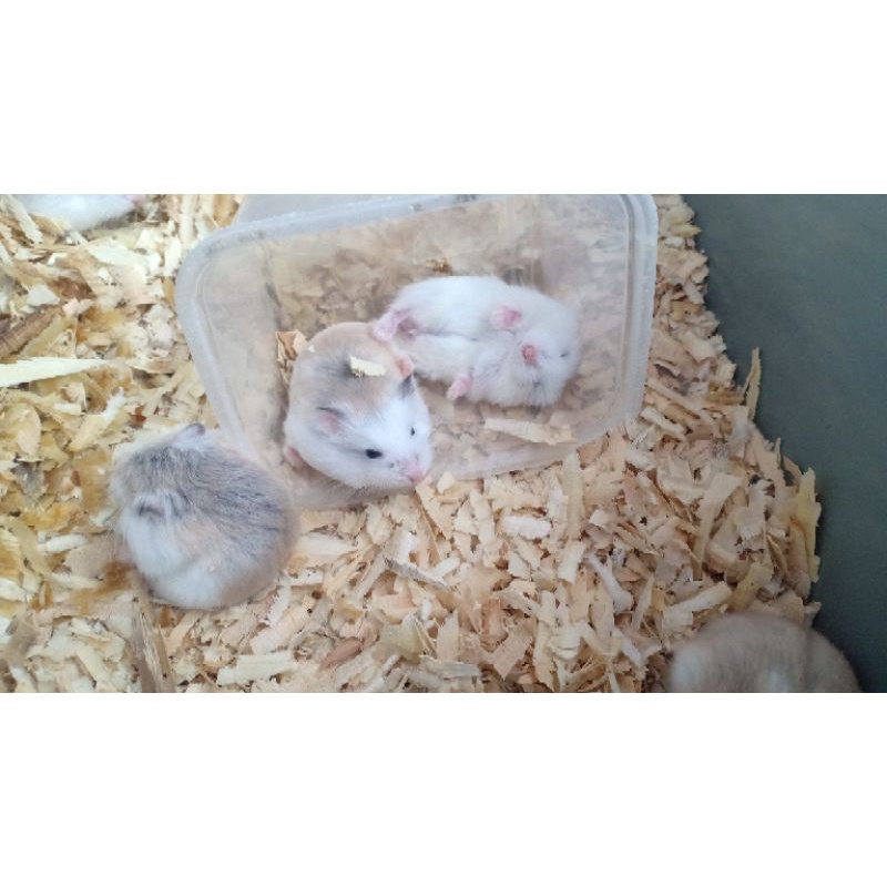 Hamster Robo//hamster roborovski