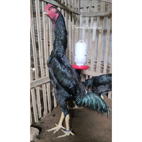 telur tetas ayam shamo japan