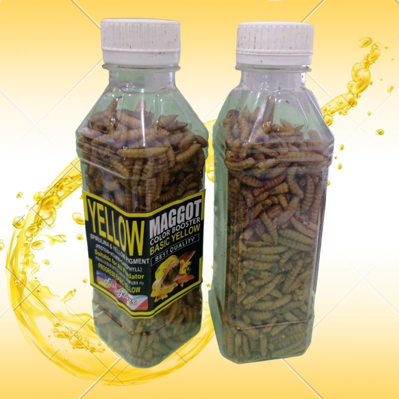Makanan Ikan chana FISH LOVER MAGGOT BOTOL Red Blue Yellow 60gr