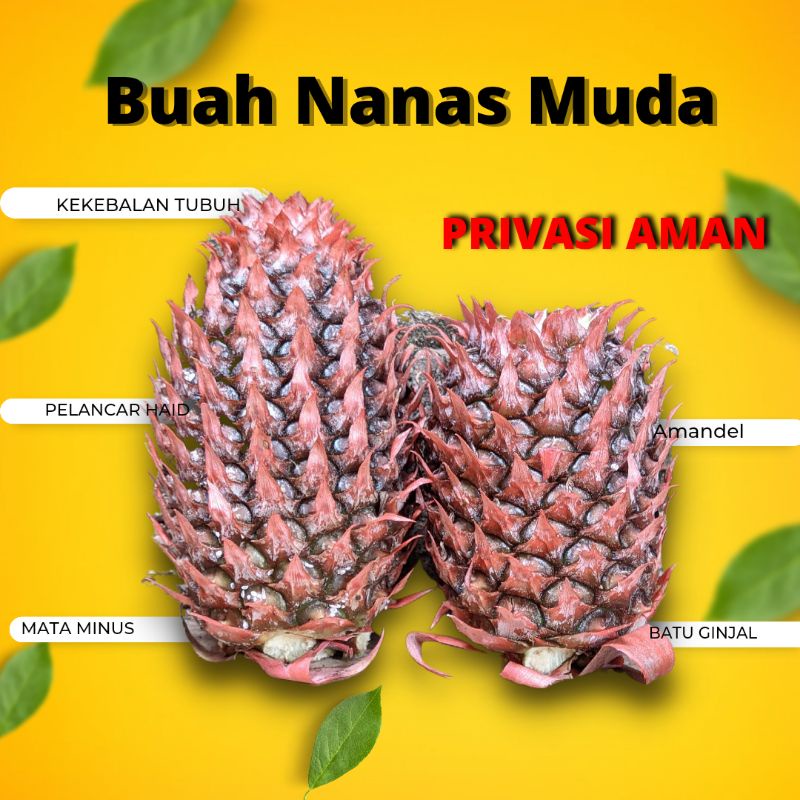 

Nanas Muda Warna Merah Per Pcs - Herbal Alami - Asli Lereng Gunung Muria