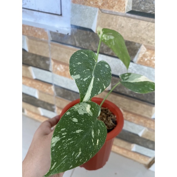 Monthai Monstera Thai Constellation Variegata (JAPAN LAB)
