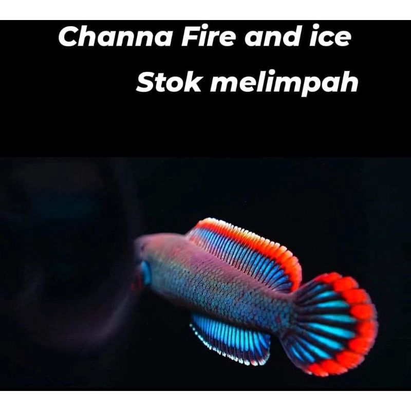 

chana fire n ice