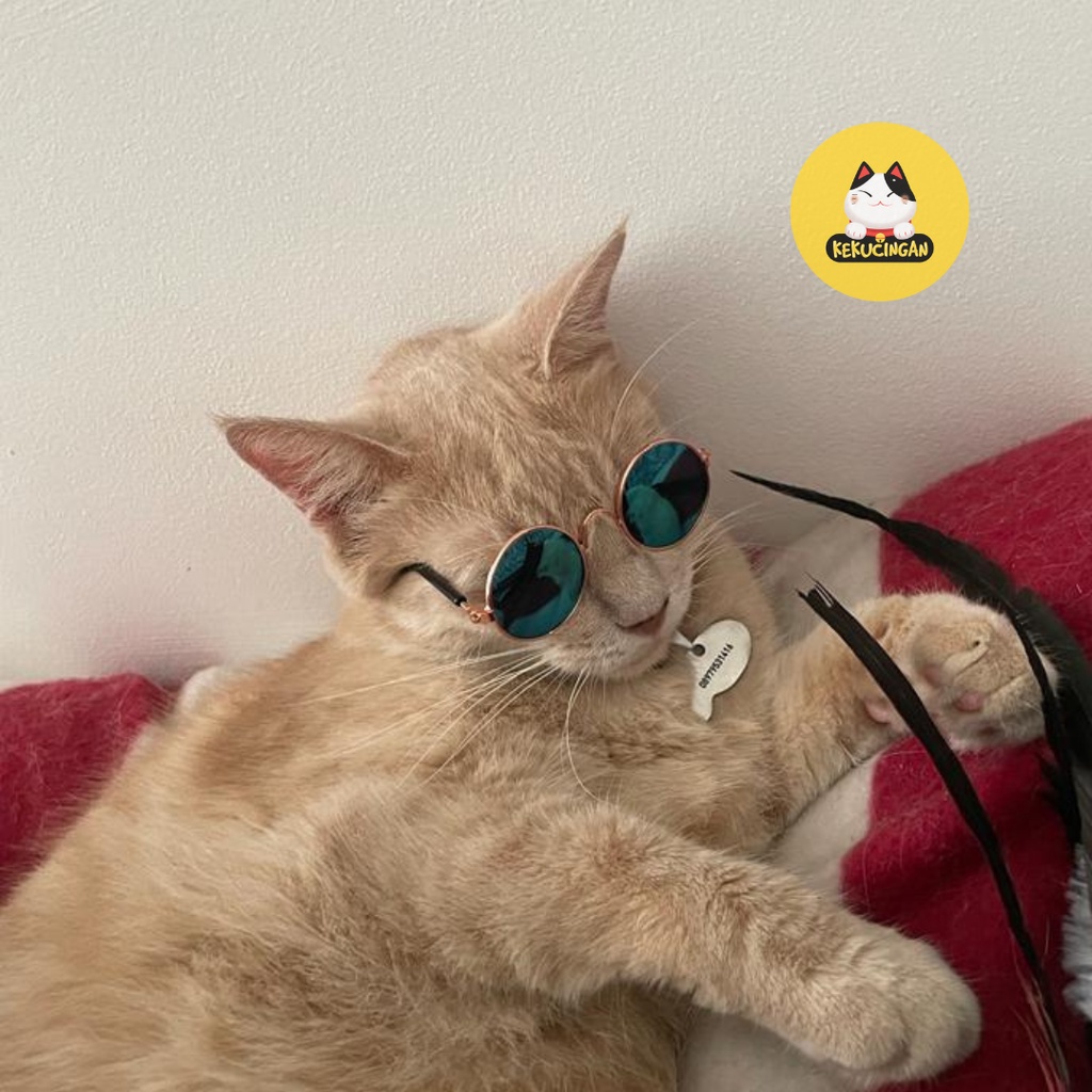 Kacamata Kucing dan Kacamata Anjing Kecil Props Foto Lucu
