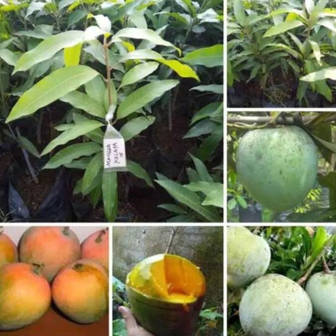 bibit buah mangga kelapa