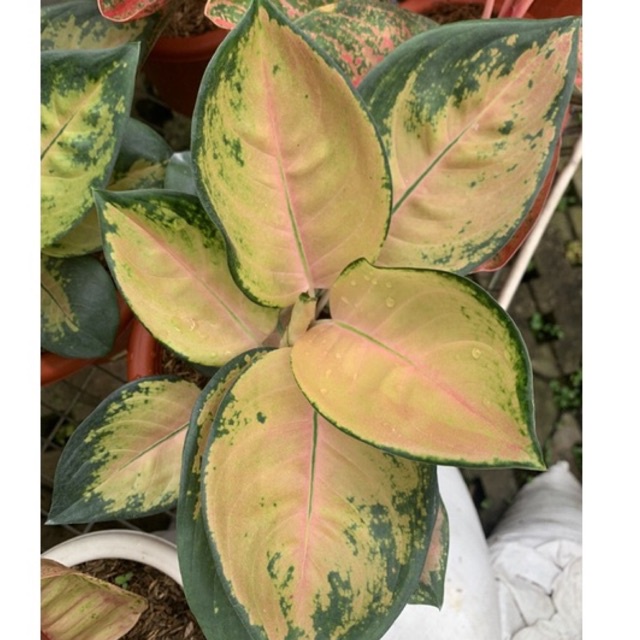 SULTAN BRUNEI - Tanaman Hias Aglonema / Aglaonema