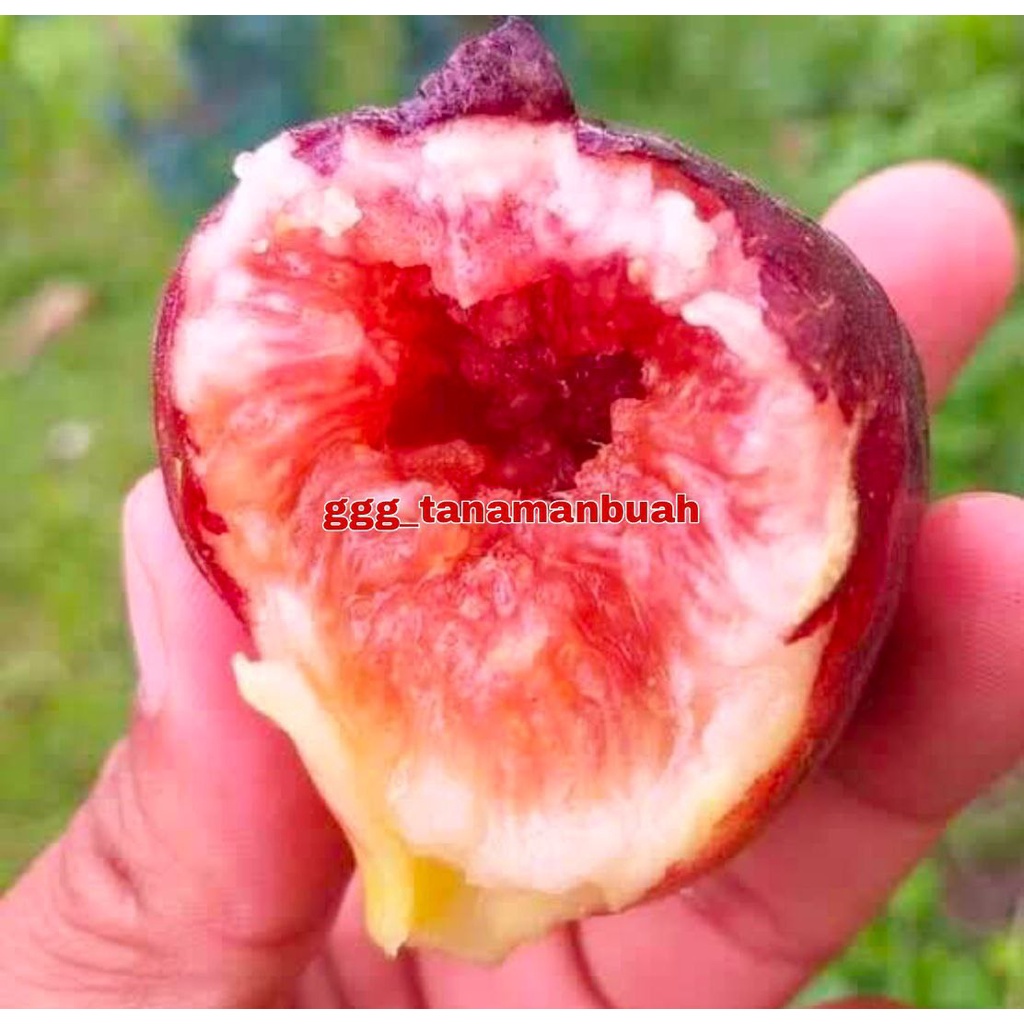 Bibit Buah Tin Purple Yordan Super Cangkok