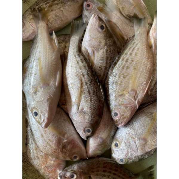 

Ikan Grot segar