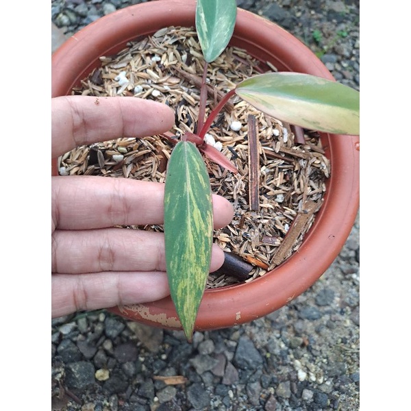 Philodendron Strawberry shake