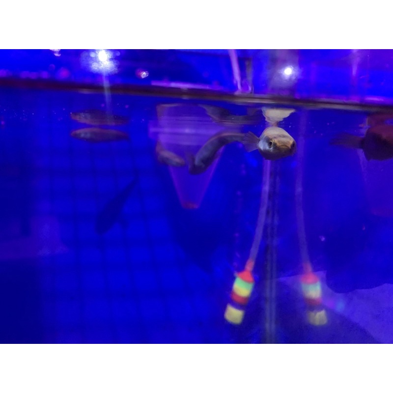 chana maru red barito