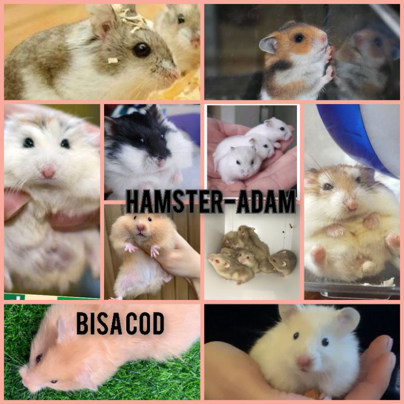 SEMUA JENIS (Kirim sejawa barat)Bisa COD